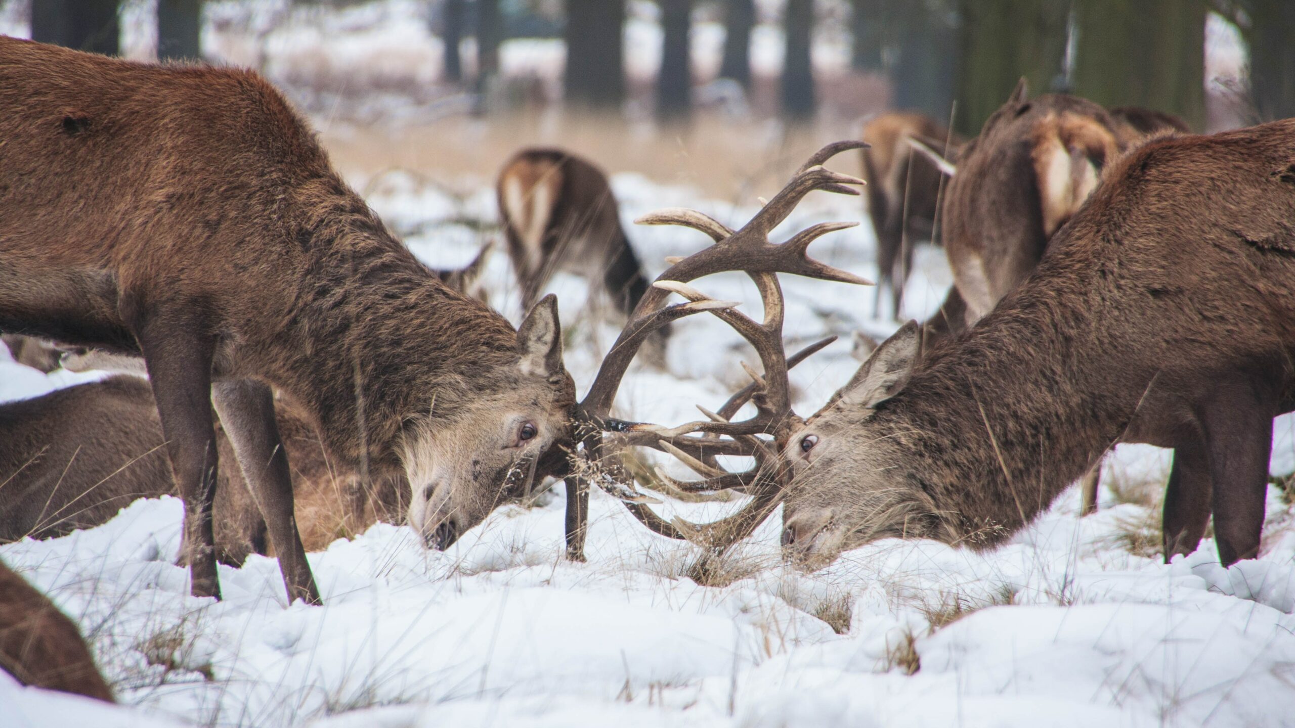 Two male deer engage in a fierce battle, their antlers locked together, surrounded by a blanket of fresh snow.